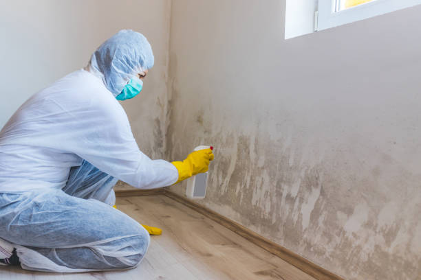 Licensed Attic Mold Removal service in Ahoskie, NC - WQB Mold Removal