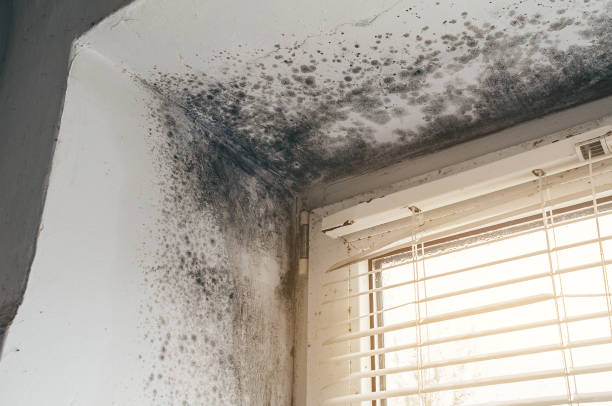 Affordable Attic Mold Removal solutions in Ahoskie, NC